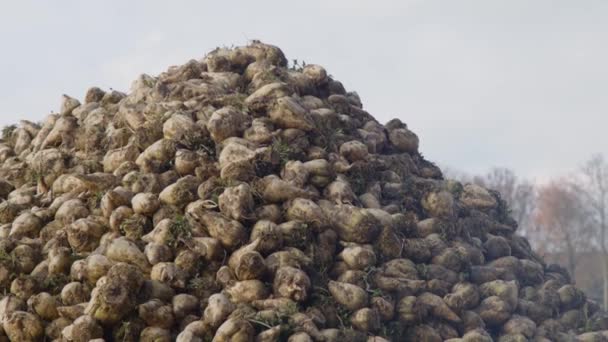 Mucchio Barbabietole Zucchero Sul Campo Agricolo Attesa Essere Raccolti Filmati — Video Stock