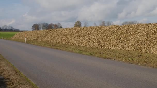 Hög Med Sockerbetor Jordbruksmark Som Väntar Att Samlas Högkvalitativ Film — Stockvideo