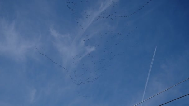Trekvogels Die Vliegen Formaties Lucht Hoge Kwaliteit Beeldmateriaal — Stockvideo