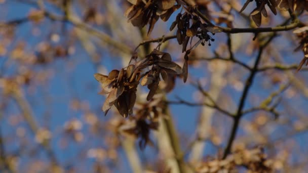 Σπόροι Σφενδάμνου Φθινόπωρο Υψηλής Ποιότητας Πλάνα — Αρχείο Βίντεο