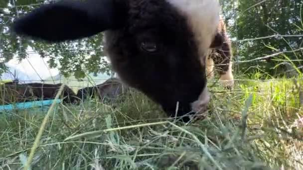 Moutons Mangeant Foin Par Derrière Clôture Pâturage Des Images Fullhd — Video