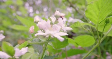 Böğürtlen çalısı yabanarısı ile çiçek açıyor. Yüksek kalite 4k görüntü