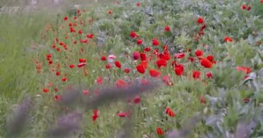 Haşhaş yaprağı filizleniyor sahada. Yüksek kalite 4k görüntü