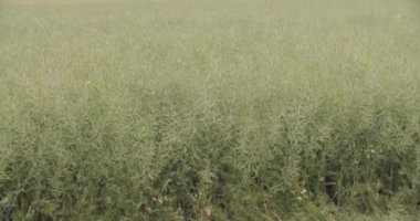 Yaz mevsiminde soya tarlasını geç. Yüksek kalite 4k görüntü