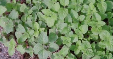 Bahçede yetişen nane şekeri. Yüksek kalite 4k görüntü