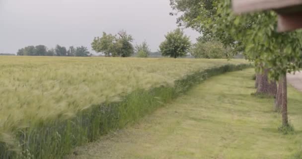 Яблони Рядом Пшеничным Полем Летом Высококачественные Кадры — стоковое видео