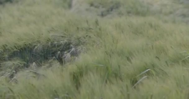 Krupobití Pšeničném Poli Létě Vysoce Kvalitní Záběry — Stock video