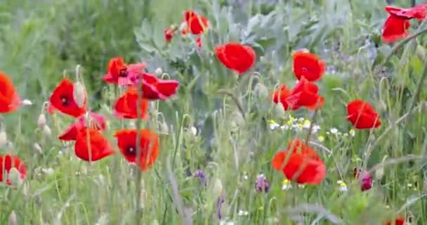 Poppy Petal Blossoming Field High Quality Footage — Stock Video