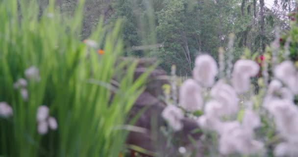 石园的芦苇和棉花草 高质量的4K镜头 — 图库视频影像