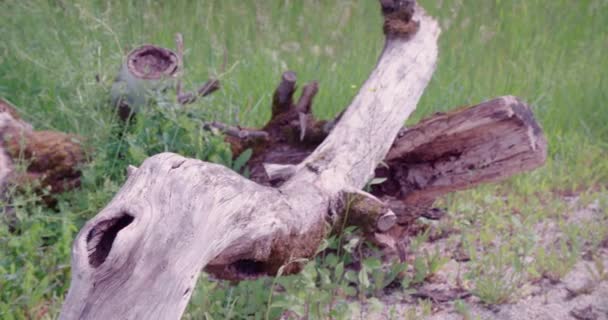 Eski Ağaç Gövdesi Süsleme Bahçesi Yüksek Kalite Görüntü — Stok video
