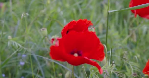 Макова Пелюстка Цвіте Полі Високоякісні Кадри — стокове відео