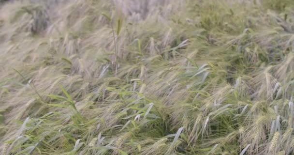 夏のコムギ畑の雹被害 高品質4K映像 — ストック動画