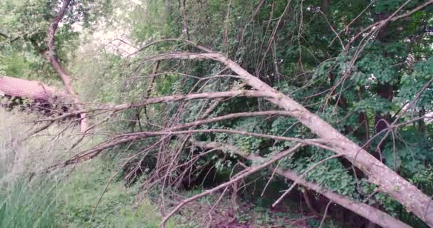 Παλιό Κορμό Δέντρου Διακόσμηση Κήπο Υψηλής Ποιότητας Πλάνα — Αρχείο Βίντεο