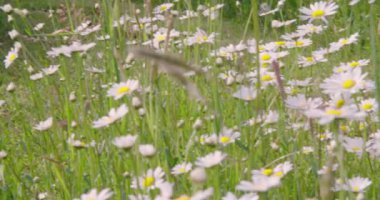 Baharda güzel Marguerite çayırı. Yüksek kalite 4k görüntü