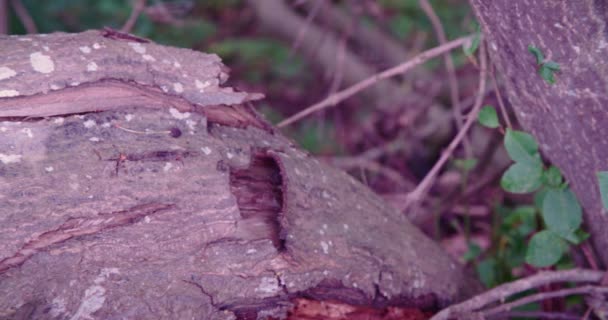 Stare Drzewo Ozdobione Ogrodem Wysokiej Jakości Materiał — Wideo stockowe