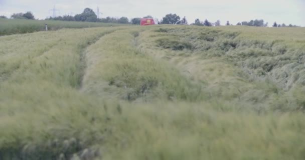 夏のコムギ畑の雹被害 高品質4K映像 — ストック動画