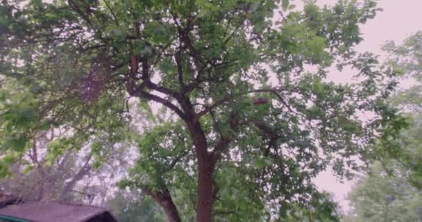 Hamac Sous Arbre Dans Beau Jardin Été Images Haute Qualité — Video