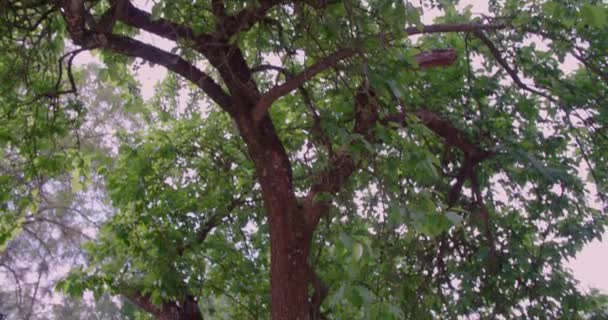 Houpací Síť Pod Stromem Krásné Zahradě Létě Vysoce Kvalitní Záběry — Stock video