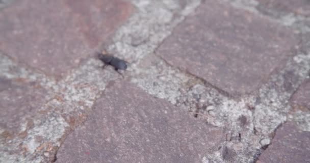 Käfer Kriechen Auf Der Außenterrasse Hochwertiges Filmmaterial — Stockvideo