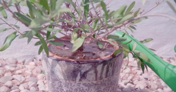 Roślina Oliwna Podlewana Zewnątrz Wysokiej Jakości Materiał — Wideo stockowe