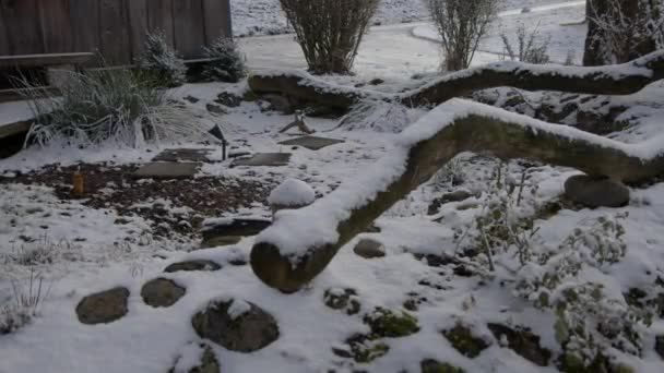 Jardín Piedra Cubierto Nieve Invierno Imágenes Alta Calidad — Vídeos de Stock