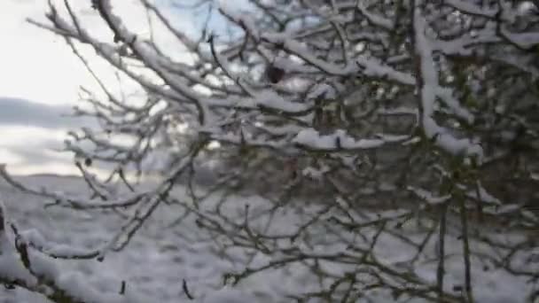 Snötäckt Äppelträd Trädgården Vintern Högkvalitativ Film — Stockvideo