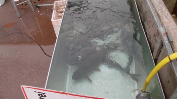 市场上的活鱼装在集装箱里 高质量的4K镜头 — 图库视频影像