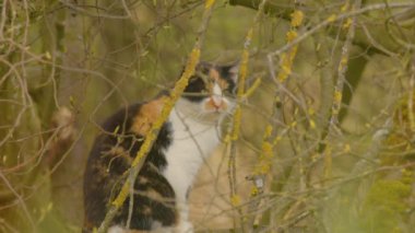 Kedi ağaçta bekliyor. Yüksek kalite 4k görüntü