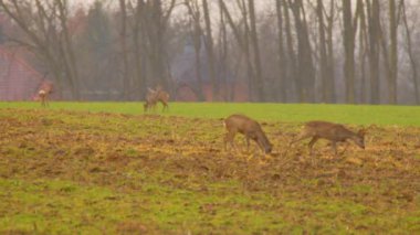 Geyik sürüsü tarlada otluyor. Yüksek kalite 4k görüntü
