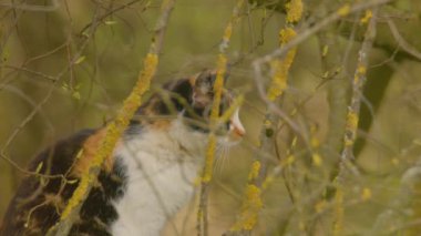 Kedi ağaçta bekliyor. Yüksek kalite 4k görüntü