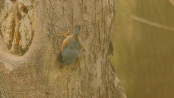 野鸭鸟近距离唱求爱歌曲 高质量的4K镜头 — 图库视频影像