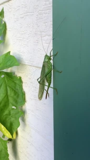 Green Grasshopper Sitting Wall High Quality Fullhd Footage — Stock Video