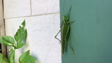 Duvarda oturan yeşil çekirge. Yüksek kaliteli FullHD görüntüler