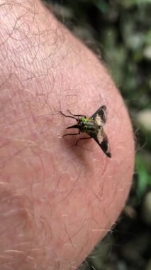 Diz üstünde oturan renkli sinek. Yüksek kalite 4k görüntü