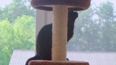 Dişi kedi oteli kedilerle ev sahipliği yapıyor. Yüksek kalite 4k görüntü