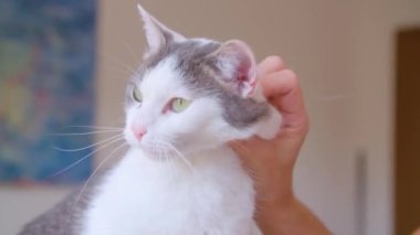 Dişi kedi oteli kedilerle ev sahipliği yapıyor. Yüksek kalite 4k görüntü