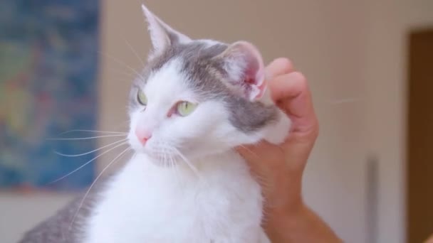 Θηλυκό Ξενοδοχείο Γάτα Φιλοξενεί Γάτες Υψηλής Ποιότητας Πλάνα — Αρχείο Βίντεο