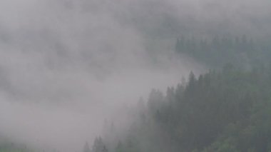 Köknar ağacı ormanının üzerinde sis bulutları. Yüksek kalite 4k görüntü