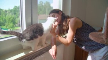Dişi kedi oteli kedilerle ev sahipliği yapıyor. Yüksek kalite 4k görüntü