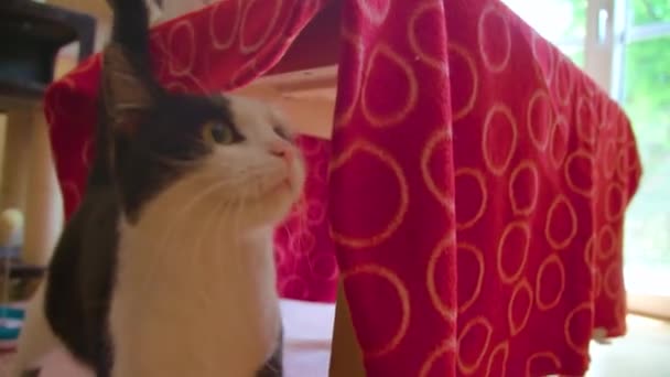 猫を飼ってる女猫ホテル 高品質4K映像 — ストック動画