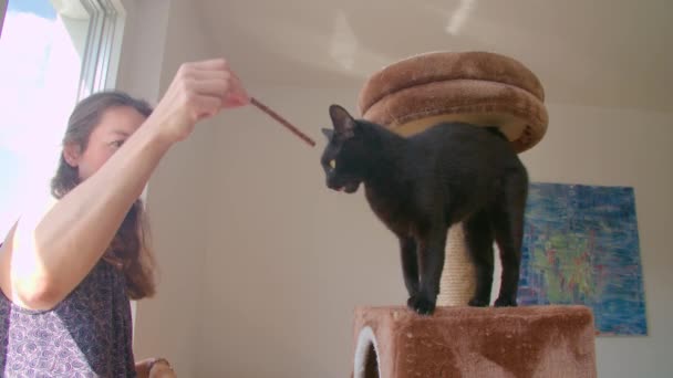 Katzenhotel Gastgeber Mit Katzen Hochwertiges Filmmaterial — Stockvideo