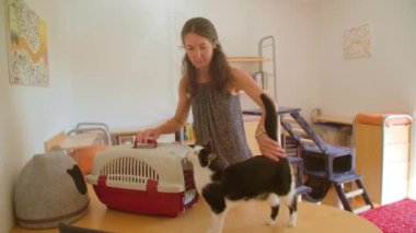 Dişi kedi oteli kedilerle ev sahipliği yapıyor. Yüksek kalite 4k görüntü