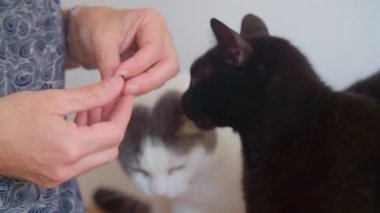 Dişi kedi oteli kedilerle ev sahipliği yapıyor. Yüksek kalite 4k görüntü