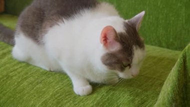 Dişi kedi oteli kedilerle ev sahipliği yapıyor. Yüksek kalite 4k görüntü