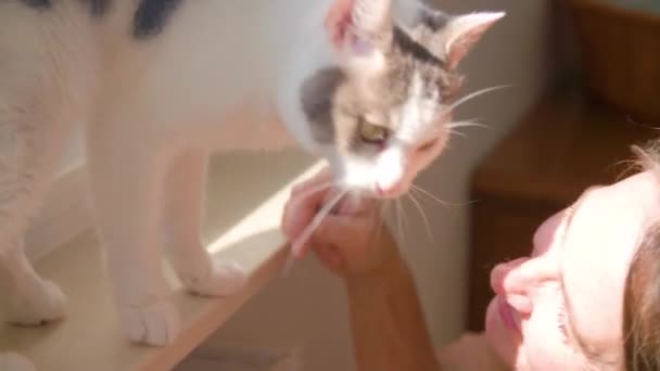 Kobiecy Hotel Dla Kotów Kotami Wysokiej Jakości Materiał — Wideo stockowe