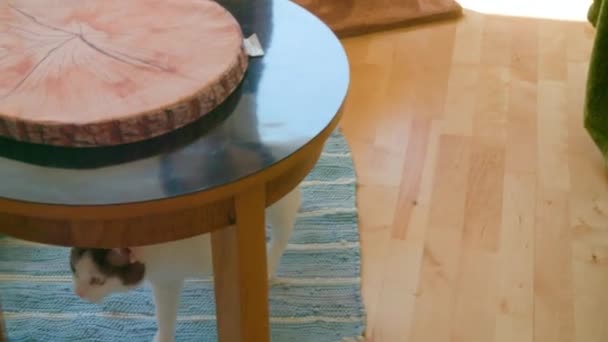 Женщина Отеле Кошки Хозяева Кошками Высококачественные Кадры — стоковое видео