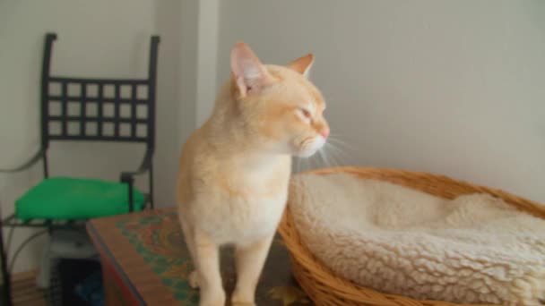 Female Cat Hotel Hosts Cats High Quality Footage — Stock Video
