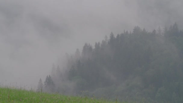 Mlha Mraky Nad Jedlovým Lesem Vysoce Kvalitní Záběry — Stock video