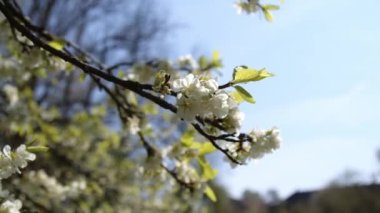 Çiçek açan arılar baharda greyfurt ağacını meşgul ederler. Yüksek kalite 4k görüntü