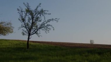 İlkbaharda elma ağacı ve tarla. Yüksek kalite 4k görüntü